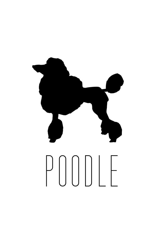 683x1024 Dogs Poodle Formal Dog Breed Standard Miniature Toy Silhouette