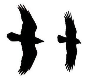 299x268 Northern Minnesota Phenology Report January 2013 Myminnesotawoods