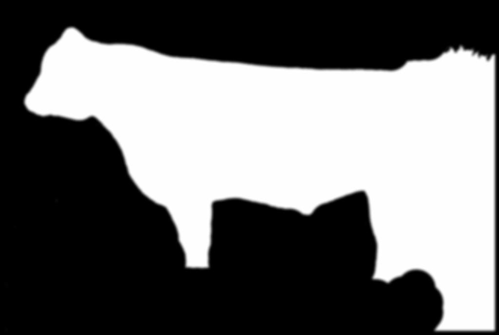 1024x689 Wagyu Bulls Females Frozen Genetics