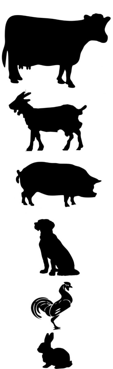 368x1200 State Fair Results