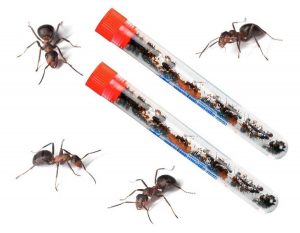 300x233 Live Ants, Ant Farm Kits Amp Ant Farm Supplies For Sale
