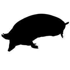 240x240 Search Photos Condylura