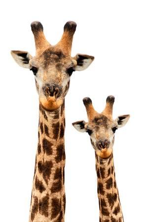 300x450 Giraffes (Color Photography) Posters For Sale
