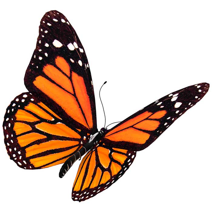 700x700 Monarch Butterfly Clipart