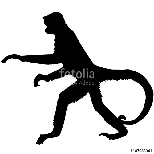 500x500 Spider Monkey Silhouette Vector Graphics Stock Image And Royalty