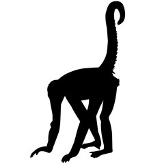 240x240 Search Photos Platyrrhinian