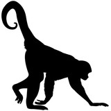 160x160 Spider Monkey Silhouette Vector Graphics Stock Image And Royalty