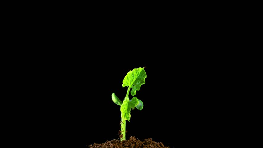 852x480 Timelapse Silhouette Backlit Southern Frog With A Full Moon Stock