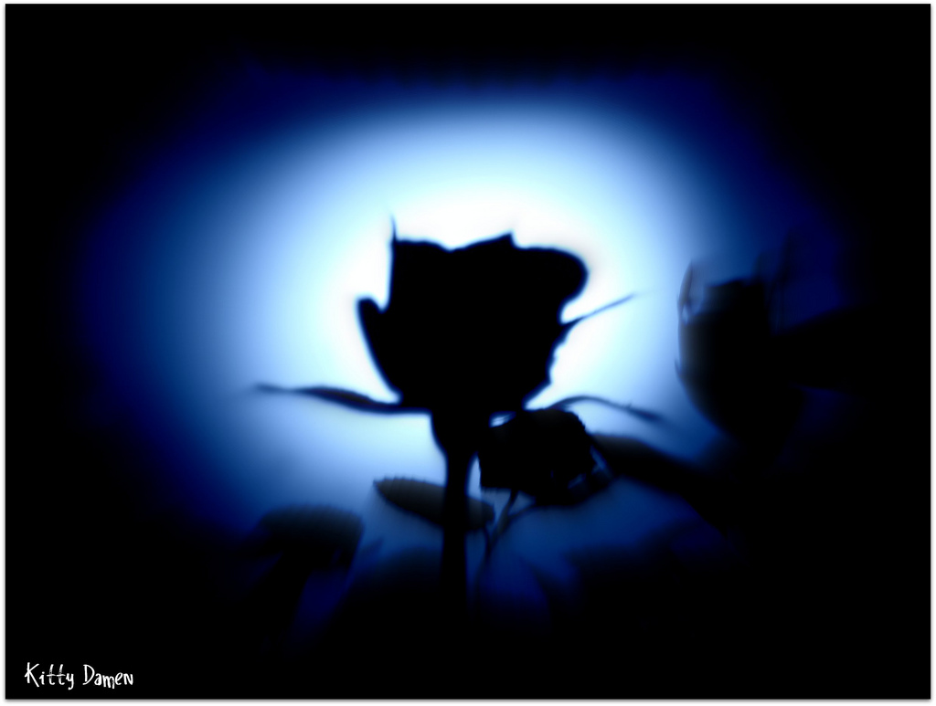 1024x773 Moonlight Rose Kitty Damen