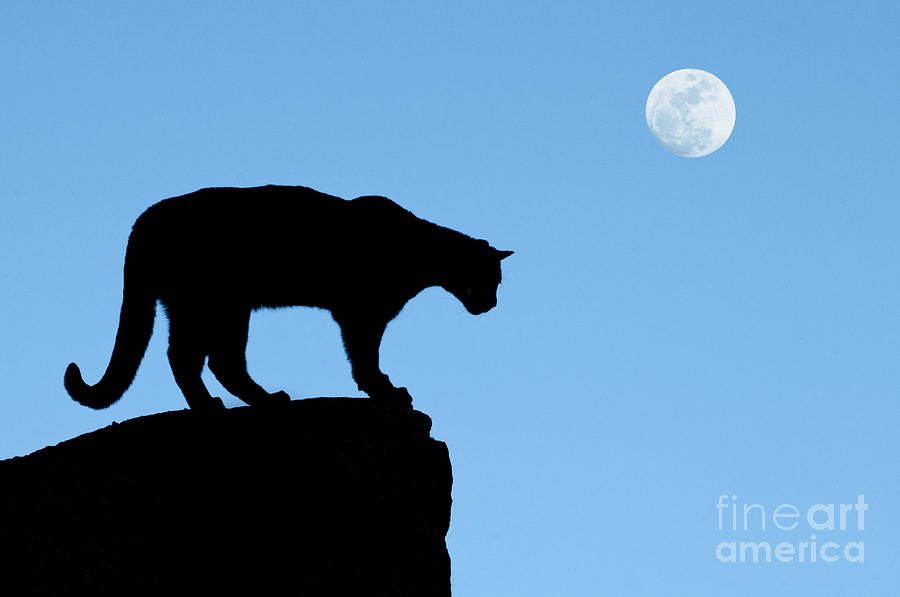 900x597 Moonrise And Cougar Photograph By Sandra Bronstein