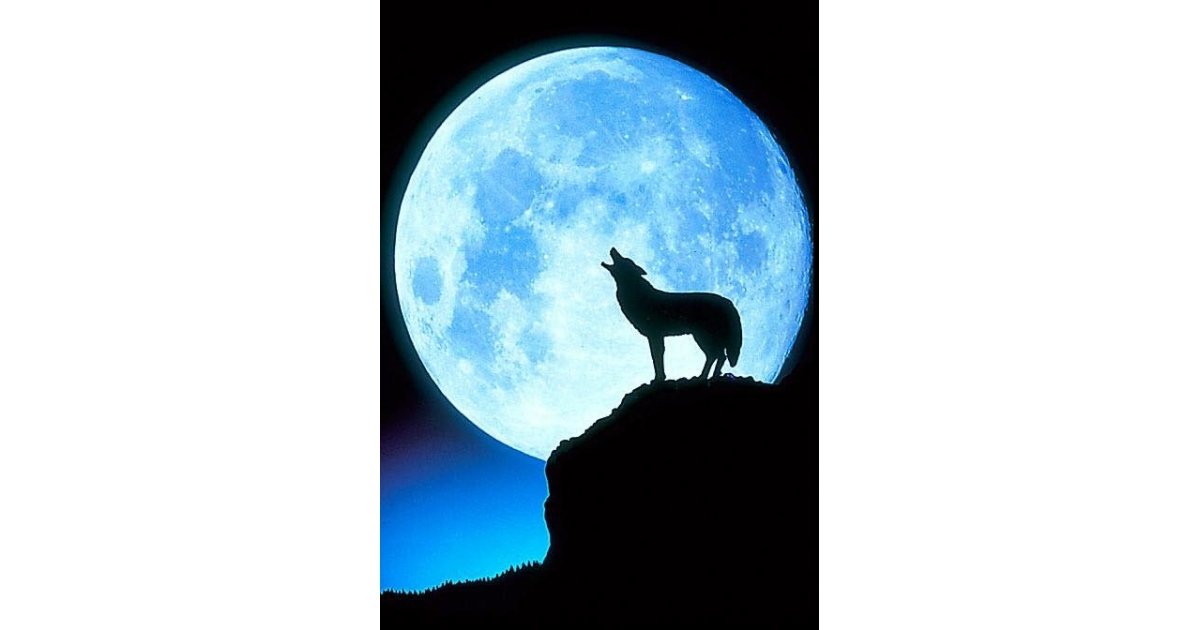 1200x630 Bocca Lupo Howl