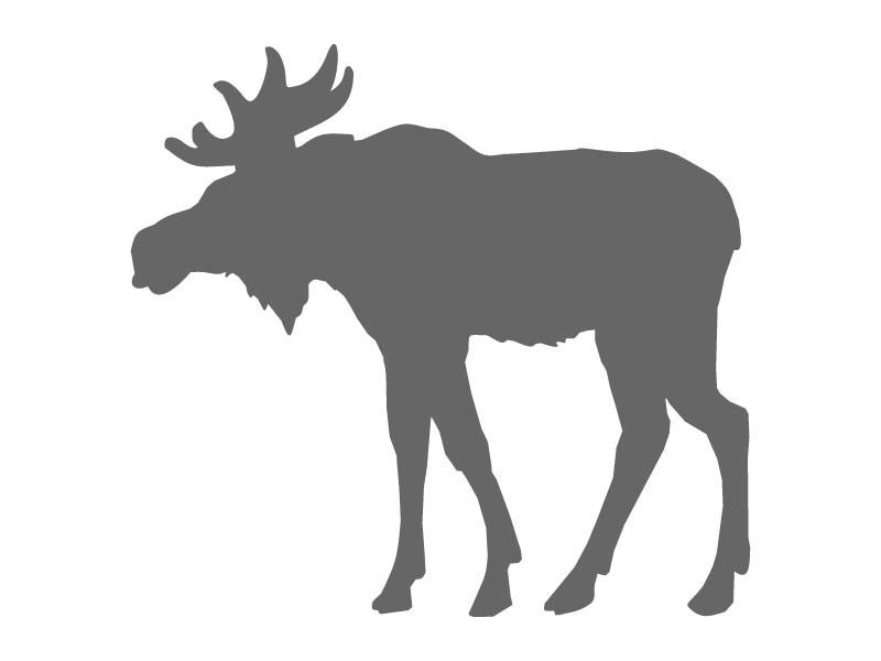 800x600 Furry Moose Stencil Stencils Moose, Stenciling