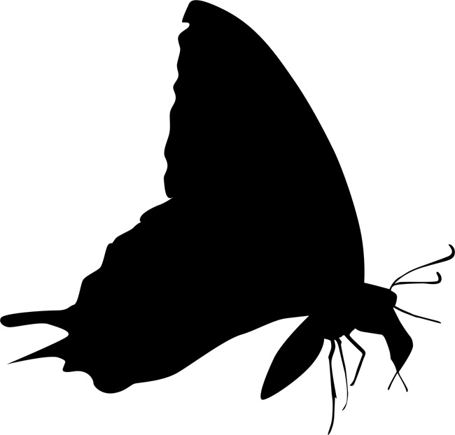 650x622 Moth Insect Stencils