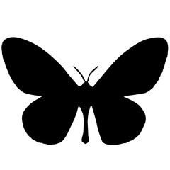 240x240 Moth Silhouette Vector Graphics