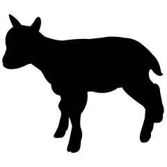 240x240 Search Photos Mountain Goat