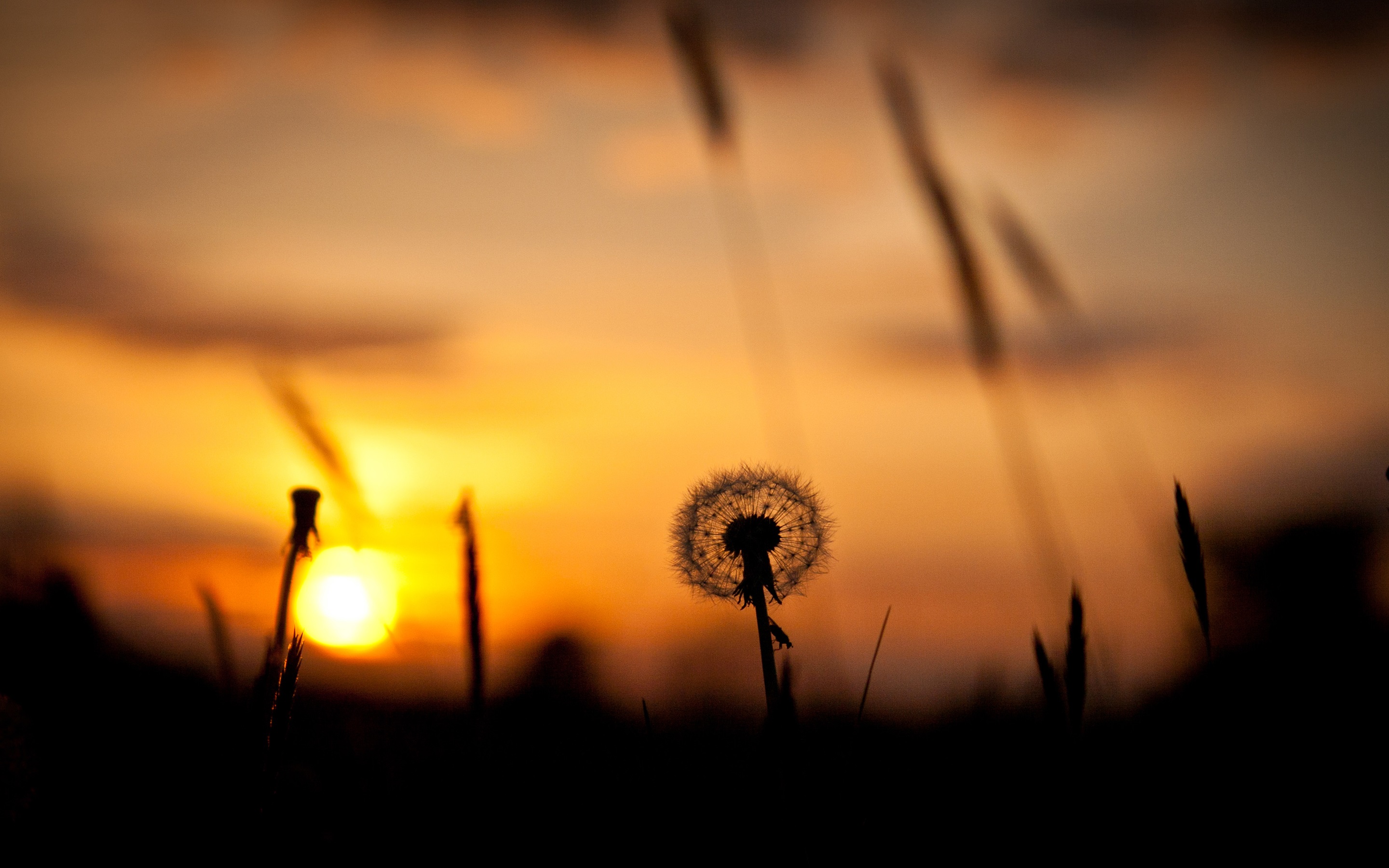 2880x1800 Evening, Sunset, Purple Sky, Grass Silhouette Wallpaper Nature