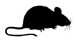 320x176 Mouse Silhouette Decal Sticker