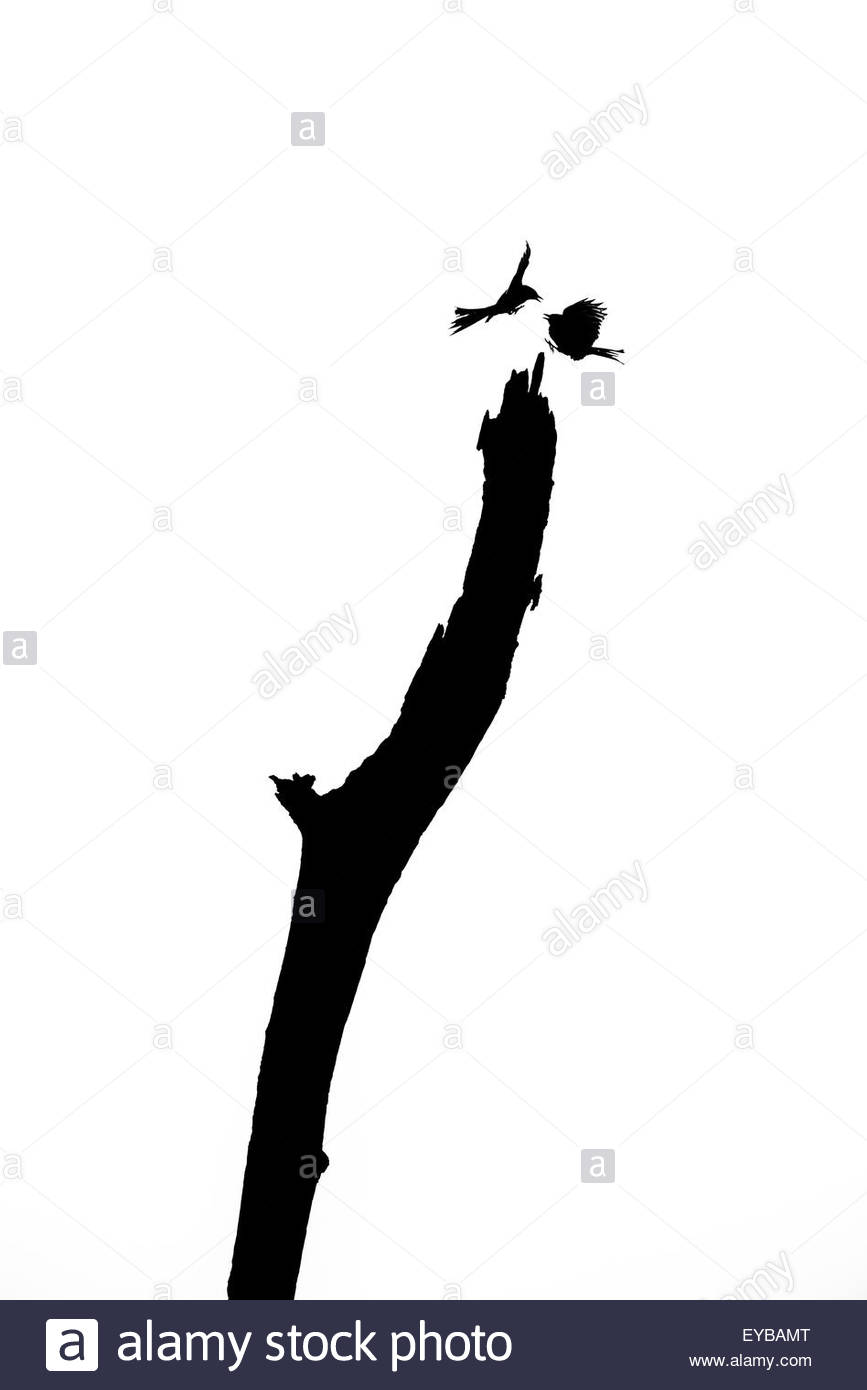 867x1390 Drongos Stock Photos Amp Drongos Stock Images