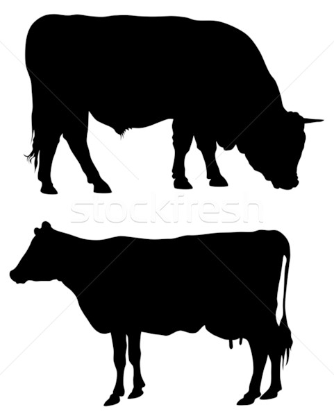 481x600 Ox Stock Photos, Stock Images And Vectors
