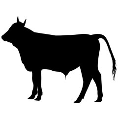 240x240 Search Photos Ox