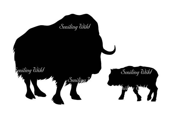 570x403 Musk Oxen Svg Musk Ox Silhouette Vector Graphic File Digital Art
