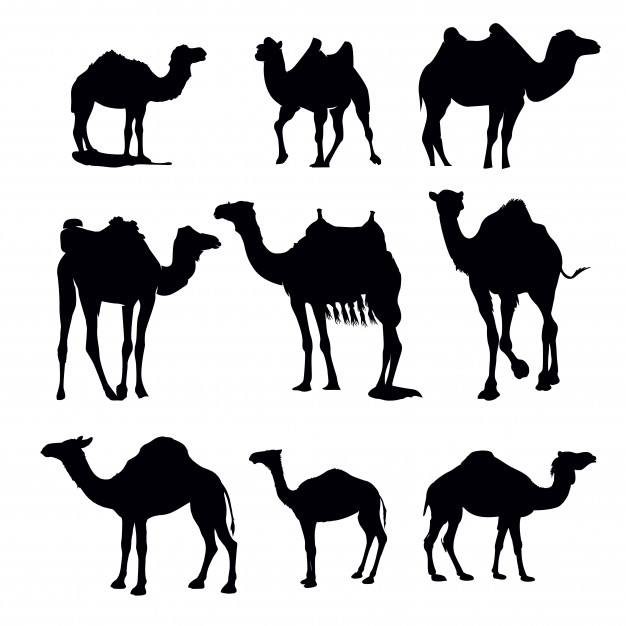 626x626 Camel Vectors, Photos And Psd Files Free Download