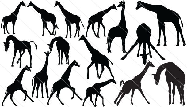 610x350 Giraffe Silhouette Vector