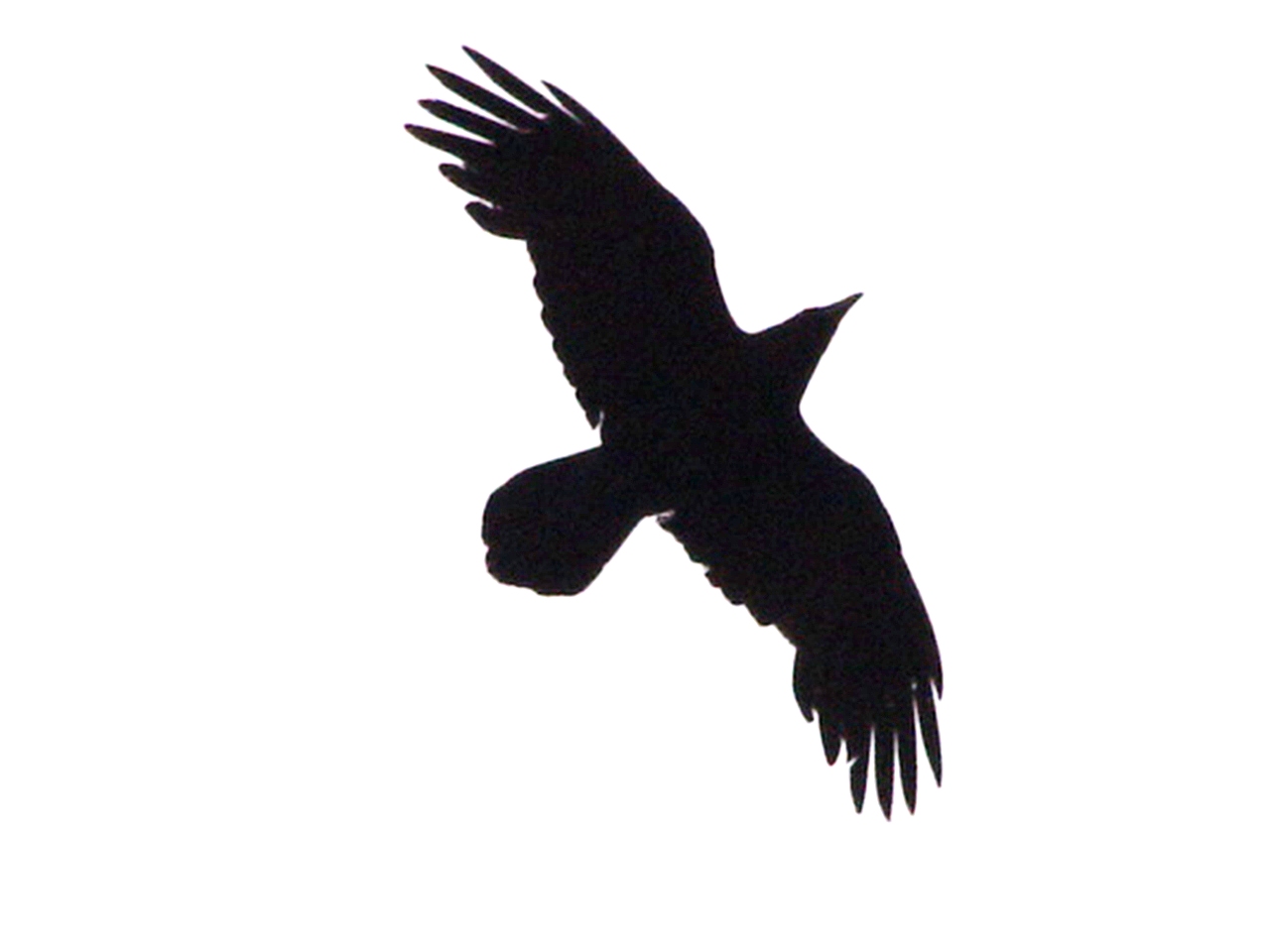 1280x960 Dark Bird Tattoo