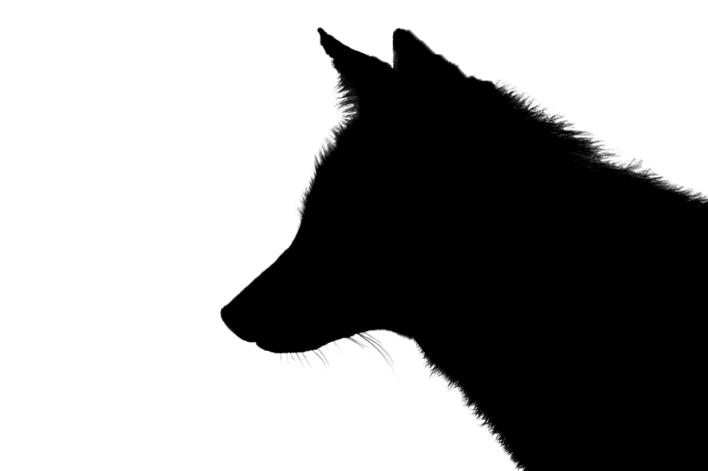 800x533 Red Fox Silhouette