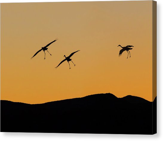 546x471 Flying Crane Canvas Prints