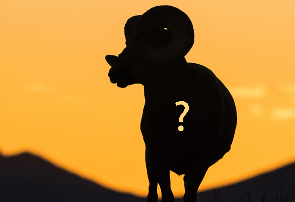 1024x700 New Mexico Is Killing Bighorn Sheep To Save Them Brave New