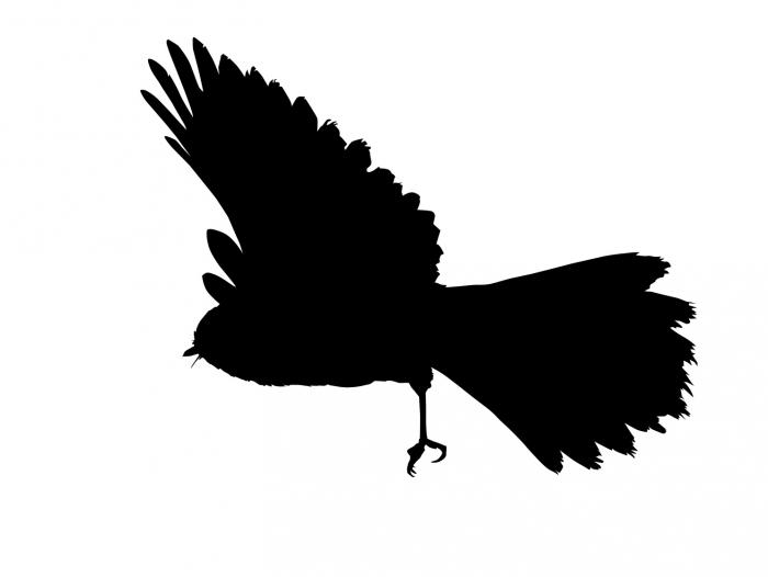 700x526 Fantail Vector