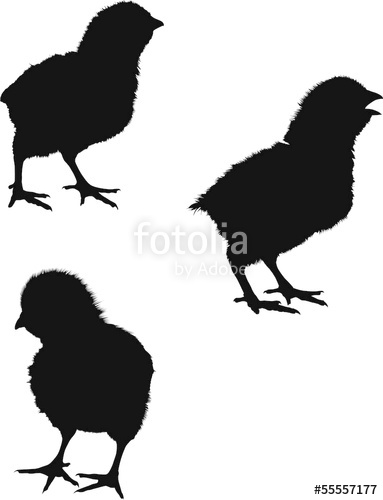 383x500 Three Newborn Chicken Silhouettes Isolated On White Stock Image