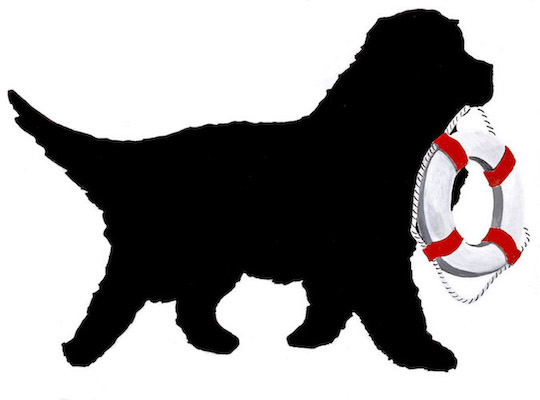 540x400 Black Paw Studio