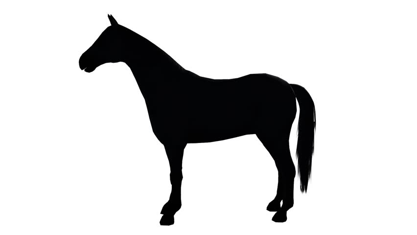 852x480 Black Horse Foal Pet Running,farm Animal Wild Life Silhouette