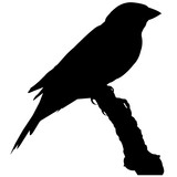 160x160 Nightingale Silhouette Vector Graphics Stock Image And Royalty