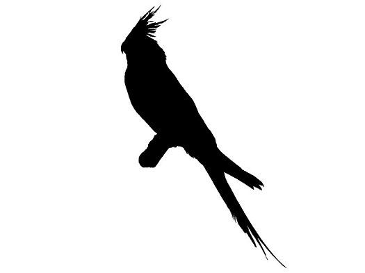 525x393 Cockatiel Silhouette Custom Die Cut Vinyl Decal Sticker