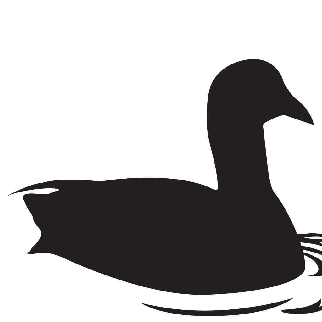 1024x1024 American Coot Overview, All About Birds, Cornell Lab Of Ornithology