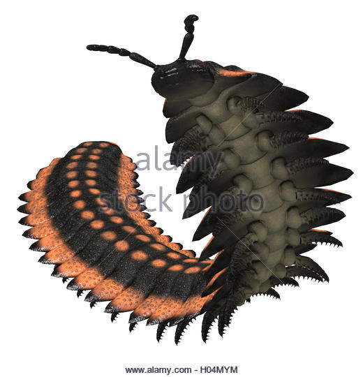 520x540 Giant Centipede Cut Out Stock Images Amp Pictures