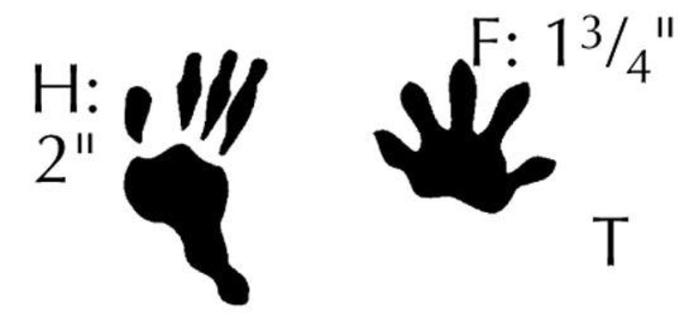 1000x459 Animal Tracking How To Identify 10 Common North American Species