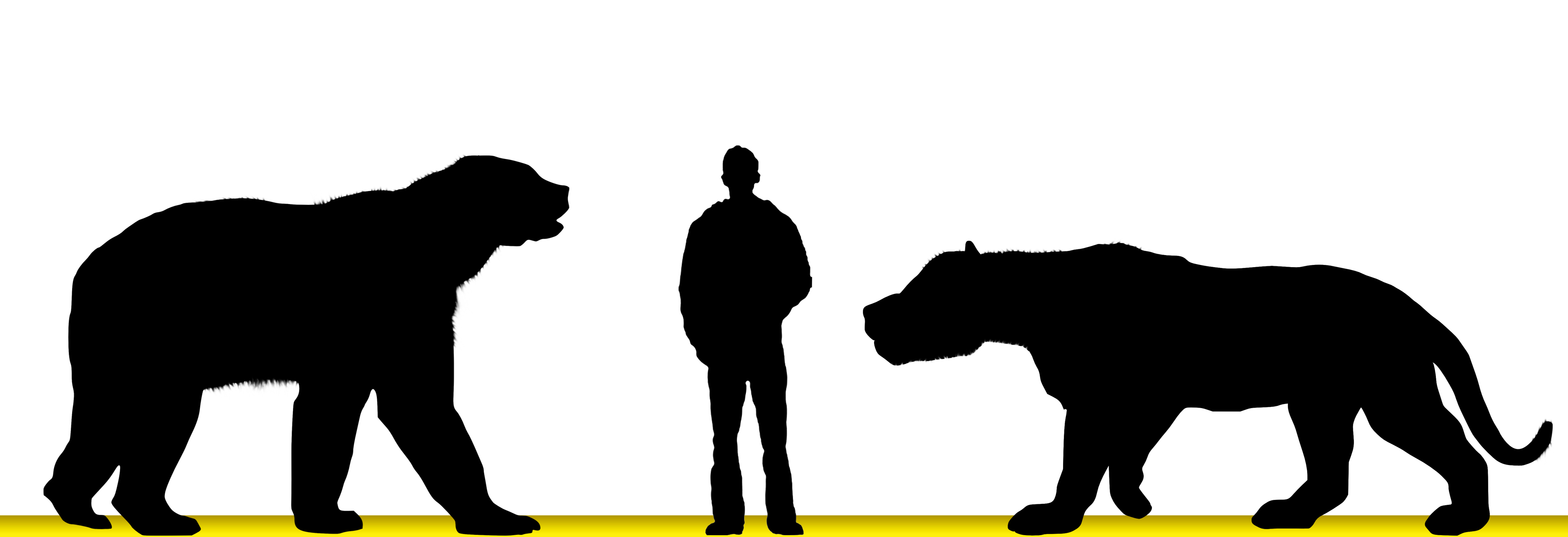 3500x1200 North American Giant Short Faced Bear V Amphicyon Ingens