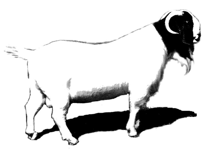 830x602 Best Boer Goat Clip Art