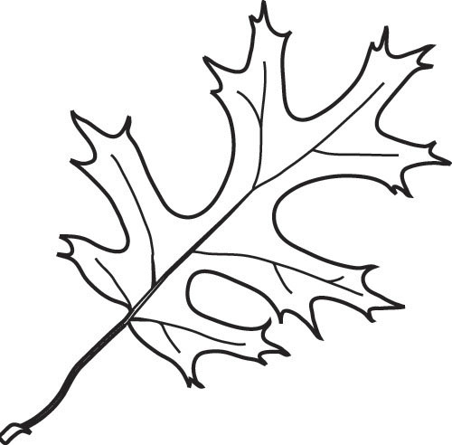 500x492 Leaf Clipart Black Oak Many Interesting Cliparts