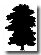 175x234 Oak Tree Silhouette Clipart Panda