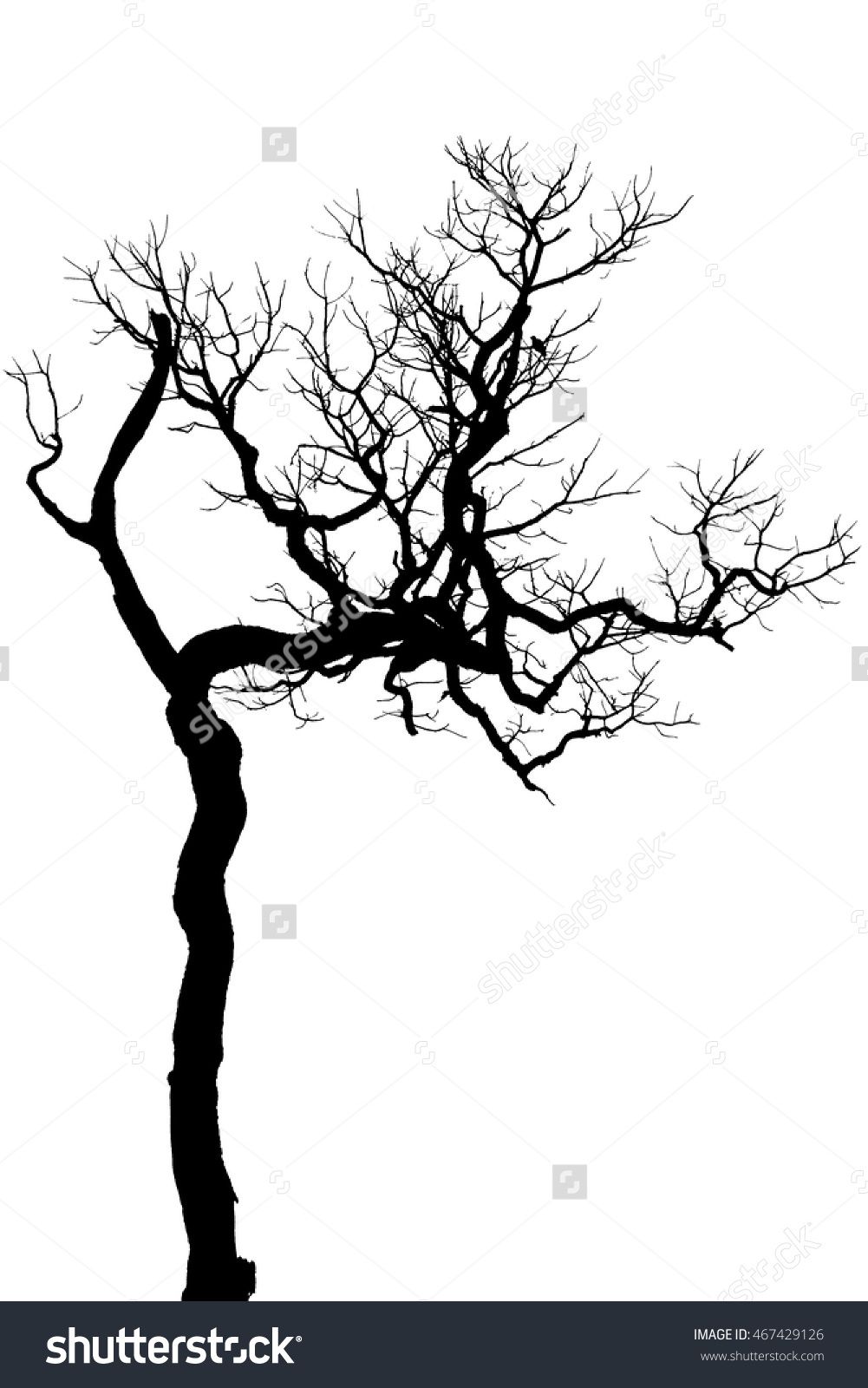 1001x1600 Tree Silhouette, Dry Tree Or Dead Tree On White On Background