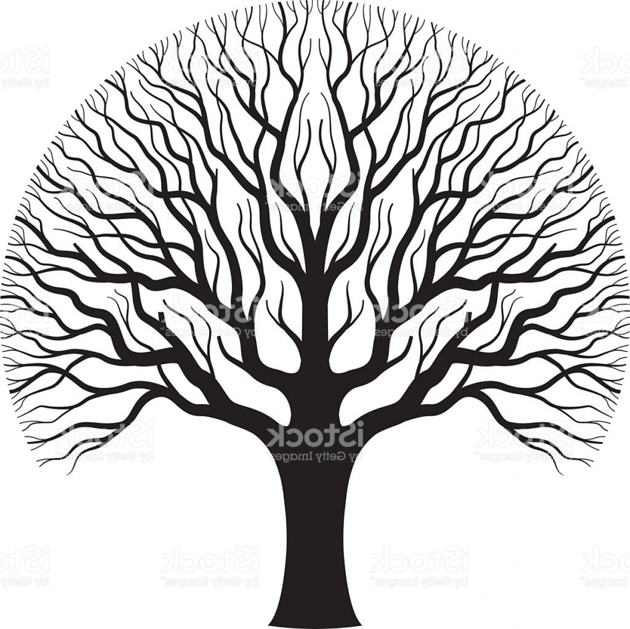 1228x1227 Old Oak Tree Illustration Gm Createmepink