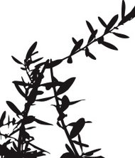 190x222 Olive Tree Branch Premium Clipart