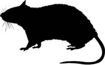 216x134 Rodent Control And Public Education City Of Somerville