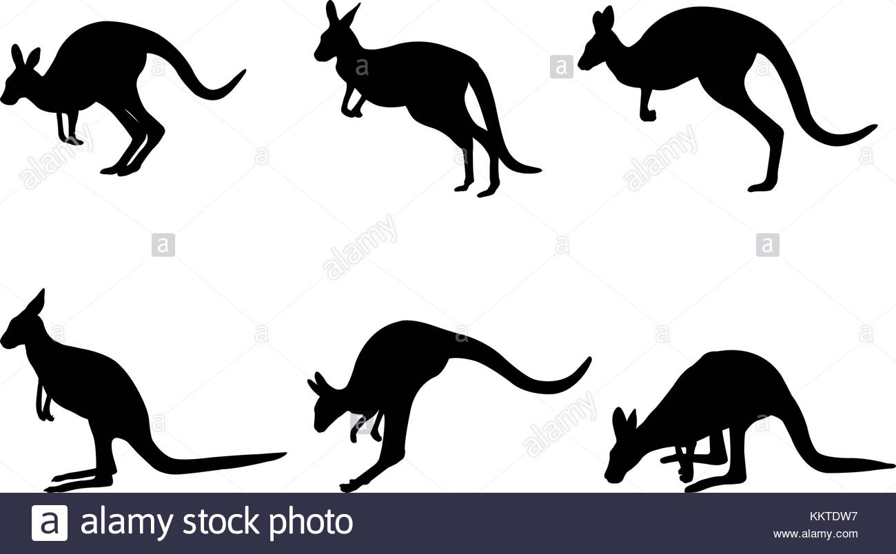 1300x805 Marsupial Black And White Stock Photos Amp Images