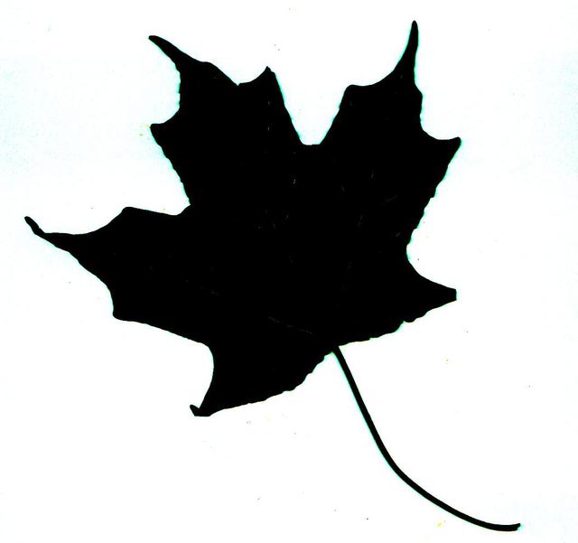 640x601 Learning To Identify Trees Let These Leaf Silhouettes Make It